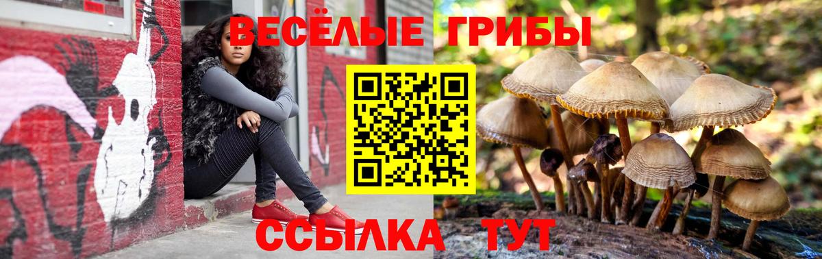Галлюциногенные грибы Psilocybe Дивногорск
